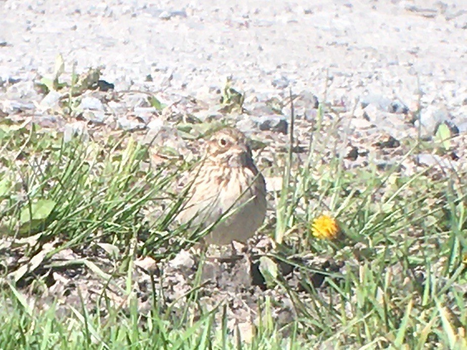 Vesper Sparrow - Dave Nutter