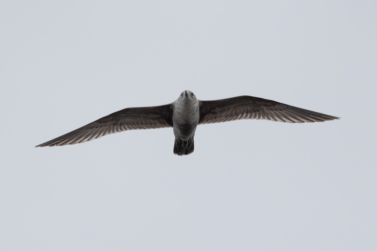 Glaucous-winged Gull - ML618130739