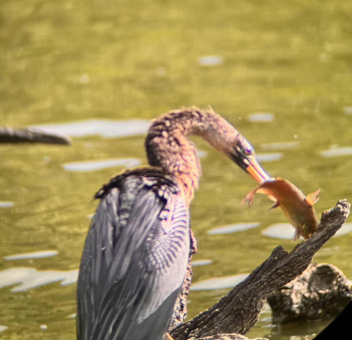 Anhinga Americana - ML618130742