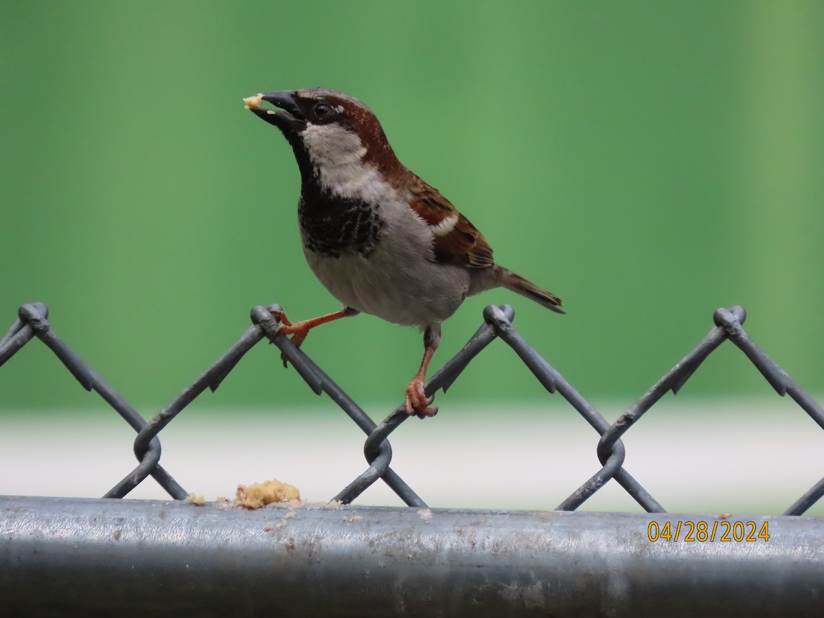 House Sparrow - Susan Leake