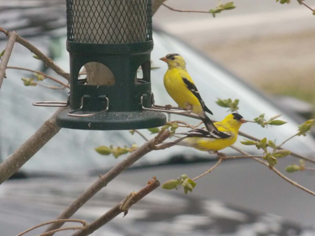 American Goldfinch - Glenn Knoblock