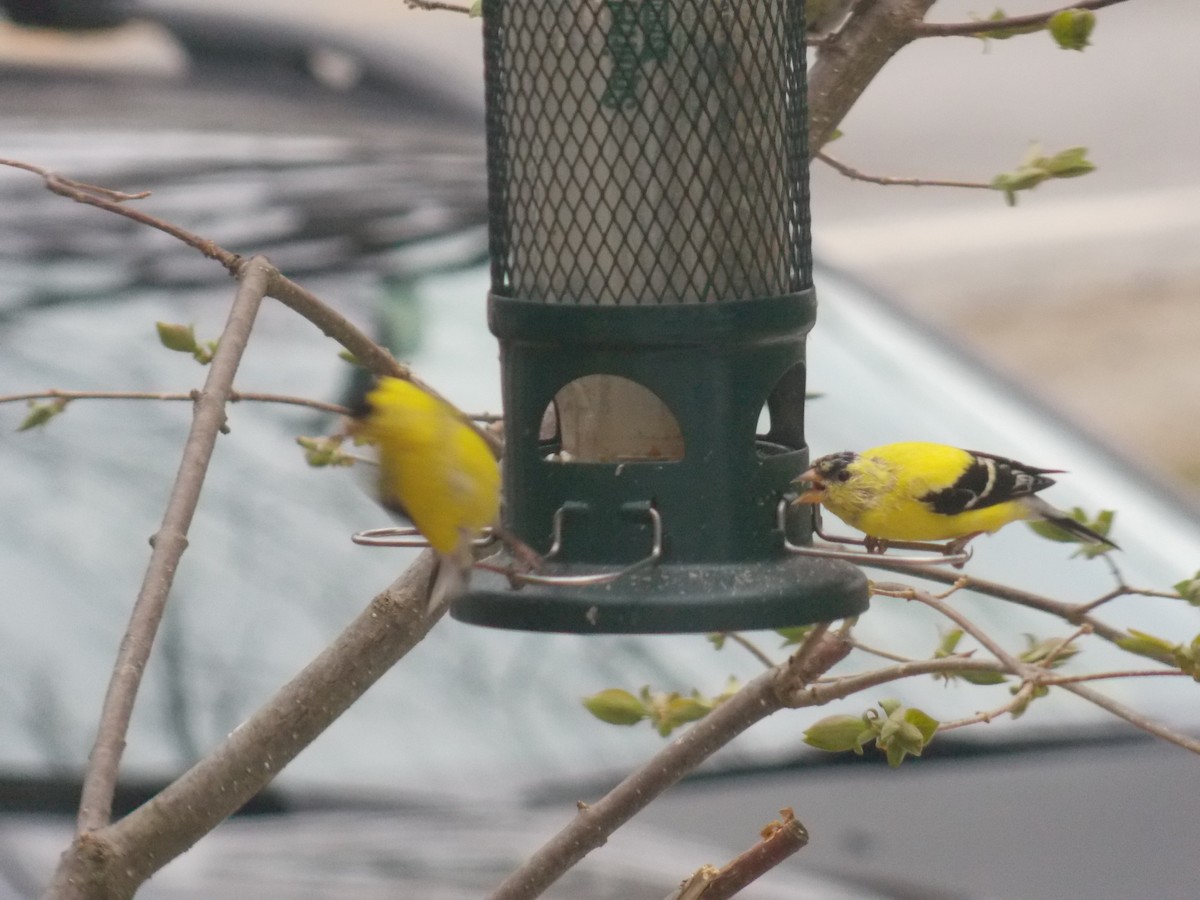 American Goldfinch - Glenn Knoblock