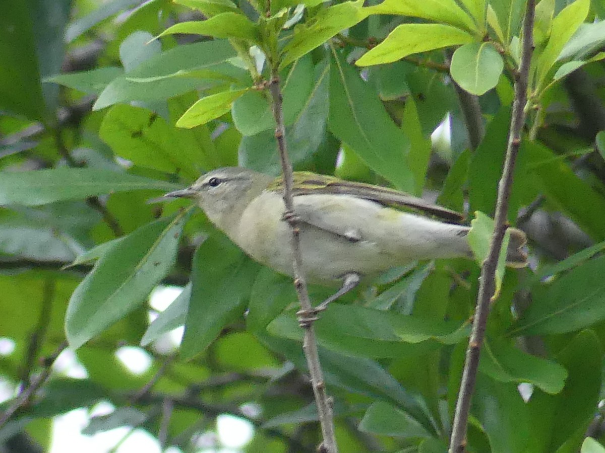 Tennessee Warbler - Ryan Banek