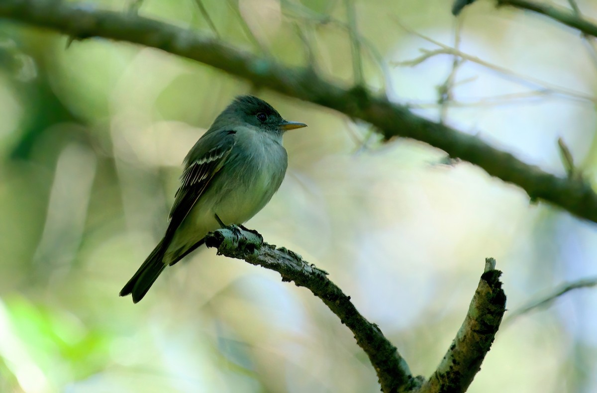 Eastern Wood-Pewee - ML618130762