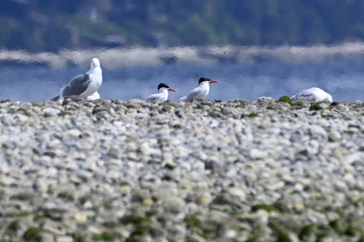 Caspian Tern - ML618130764