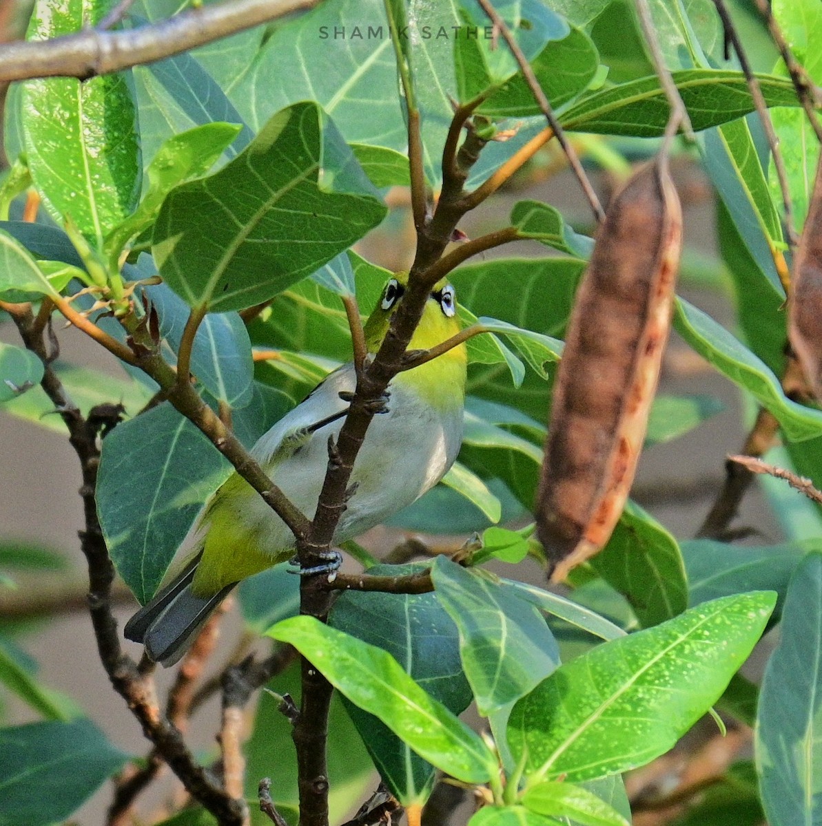 Indian White-eye - Shamik Sathe