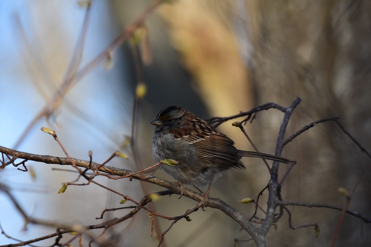 White-throated Sparrow - Zachary Peterson