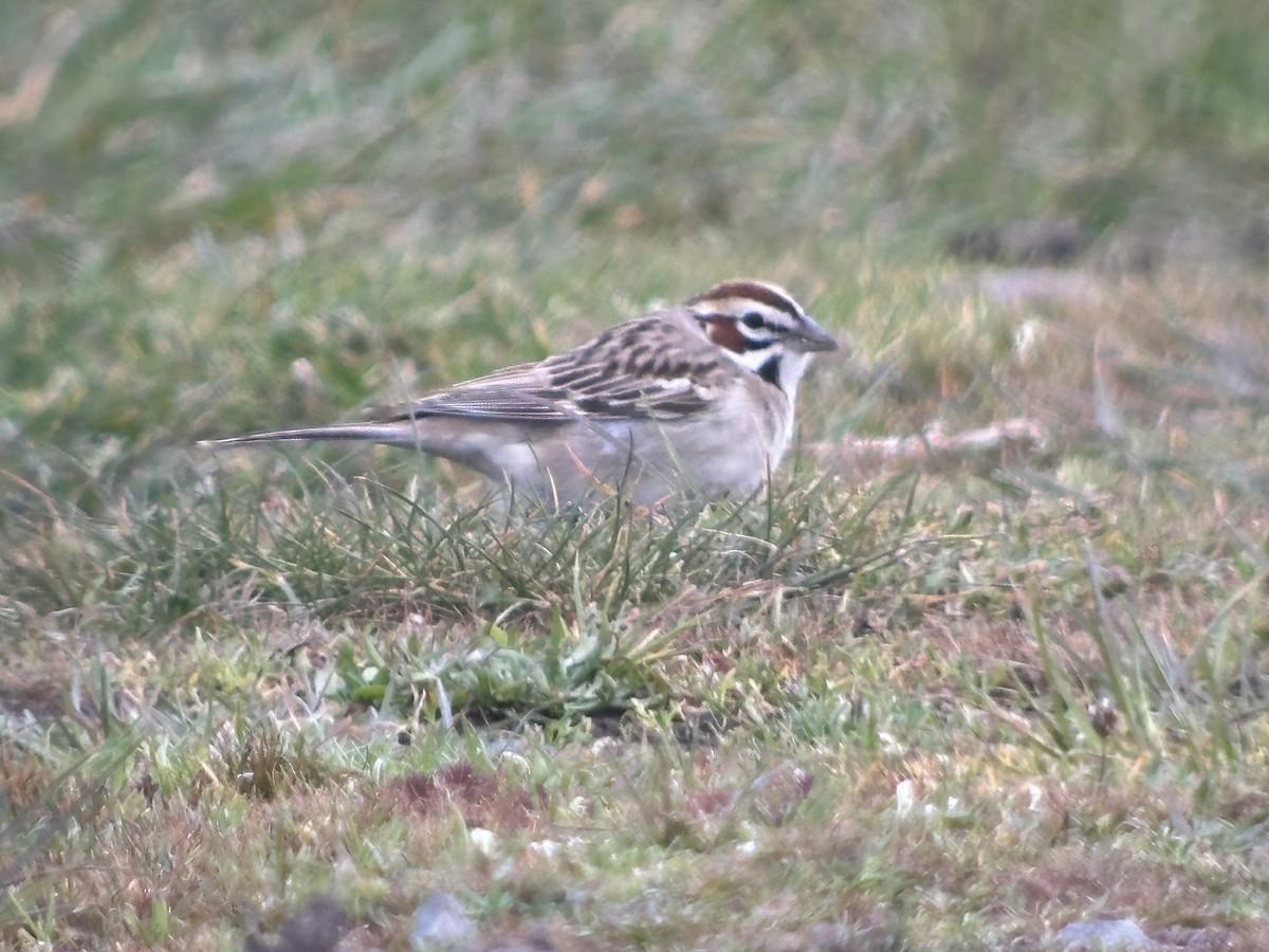 Lark Sparrow - Lucas Brug