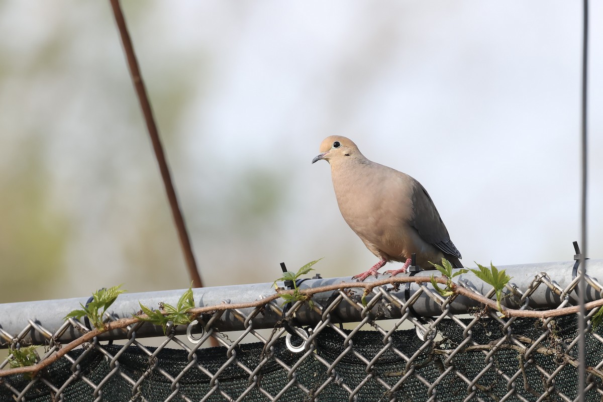 Mourning Dove - Mary Thurmond