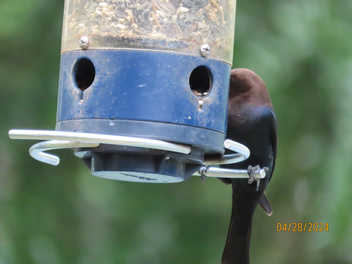 Brown-headed Cowbird - Susan Leake