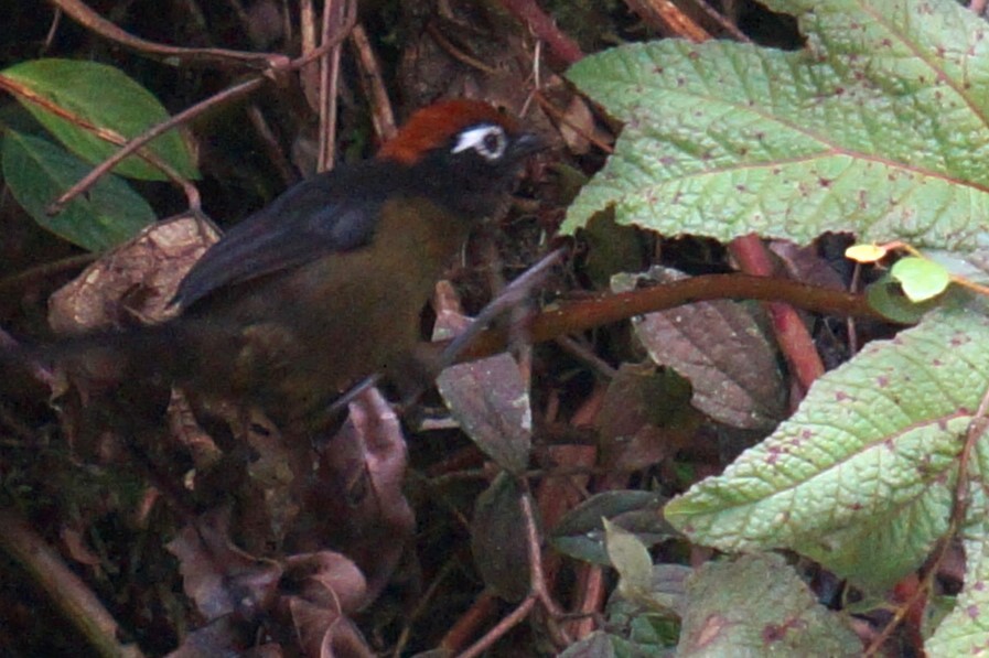 White-rimmed Brushfinch - ML618130845