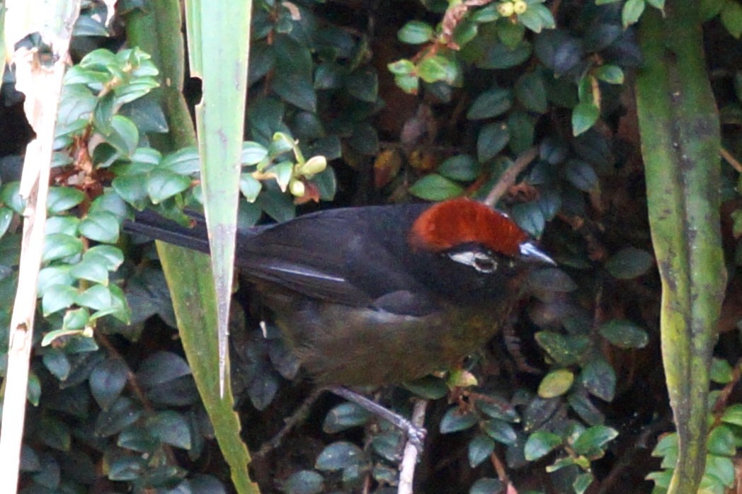 White-rimmed Brushfinch - ML618130849