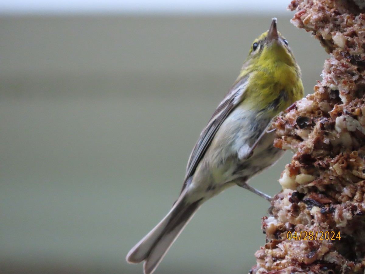 Pine Warbler - Susan Leake