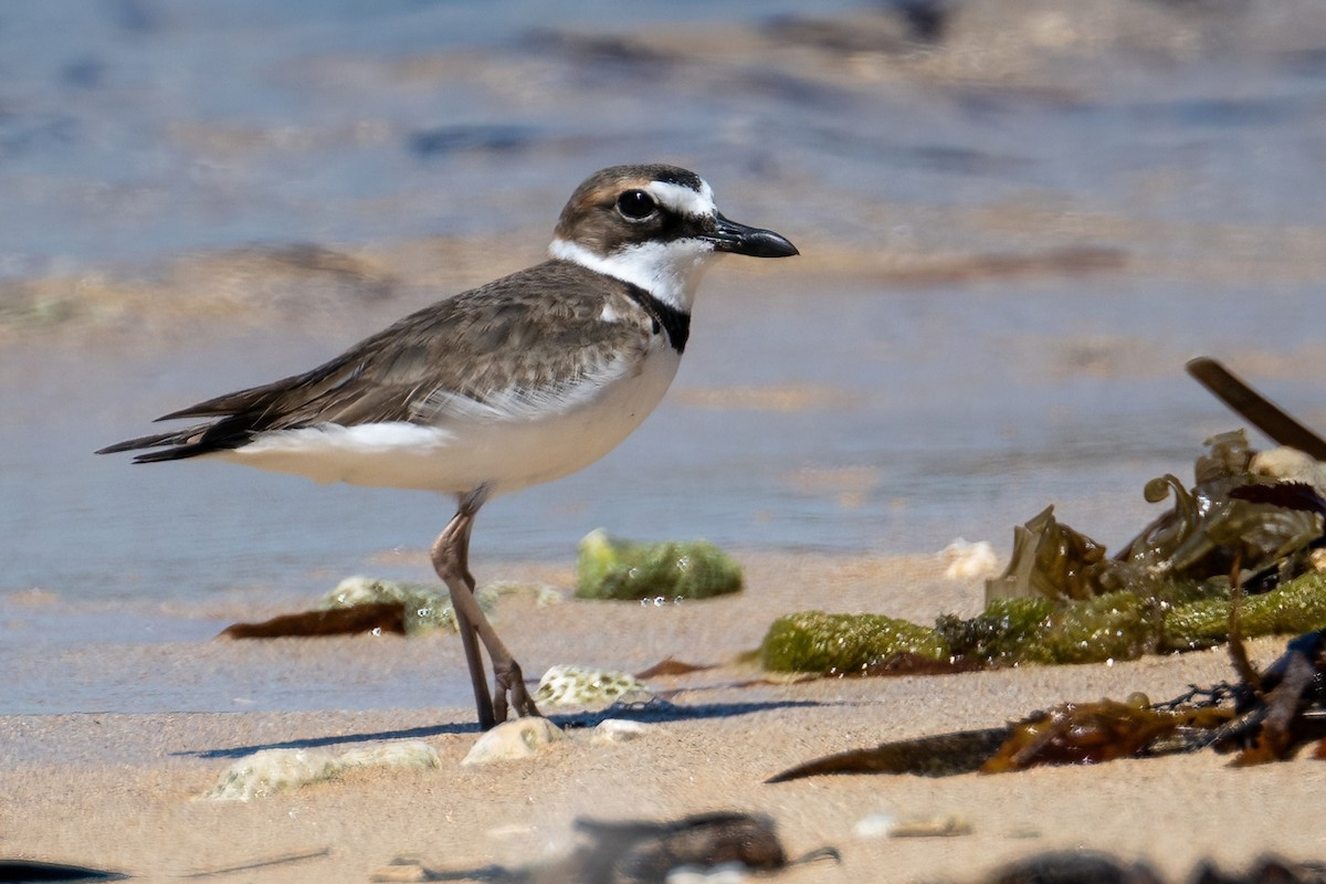 Wilson's Plover - ML618130878