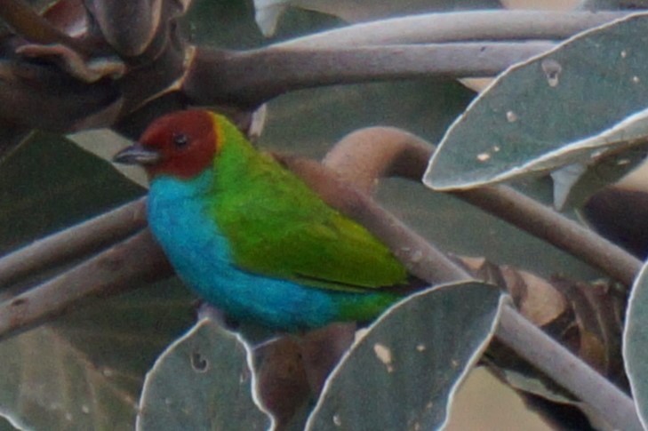 Bay-headed Tanager - Pablo Perez - Perez