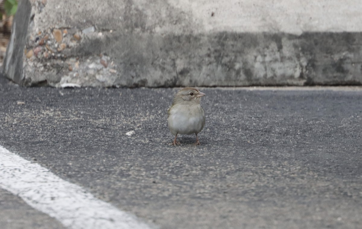 Cassin's Sparrow - Douglas Hall