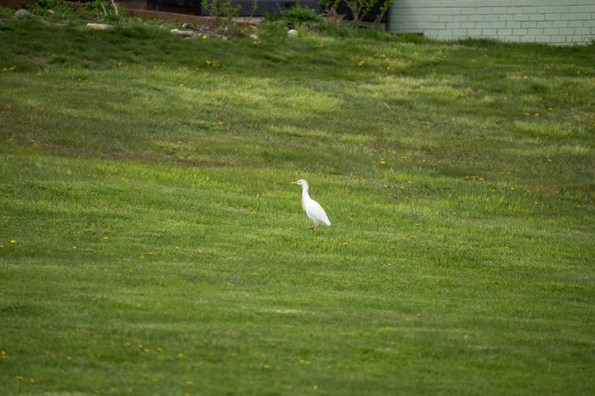 Western Cattle-Egret - Oliver Saunders Wilder