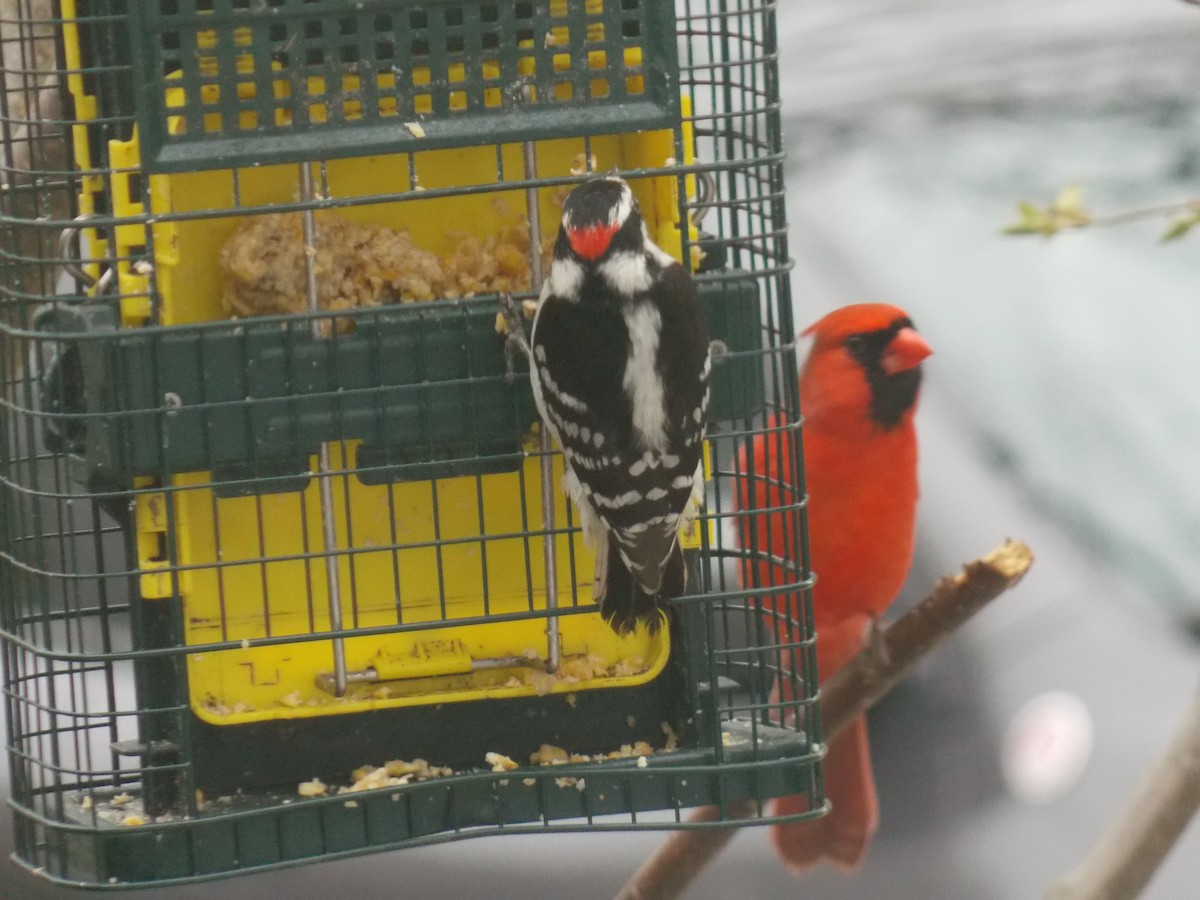 Northern Cardinal - Glenn Knoblock