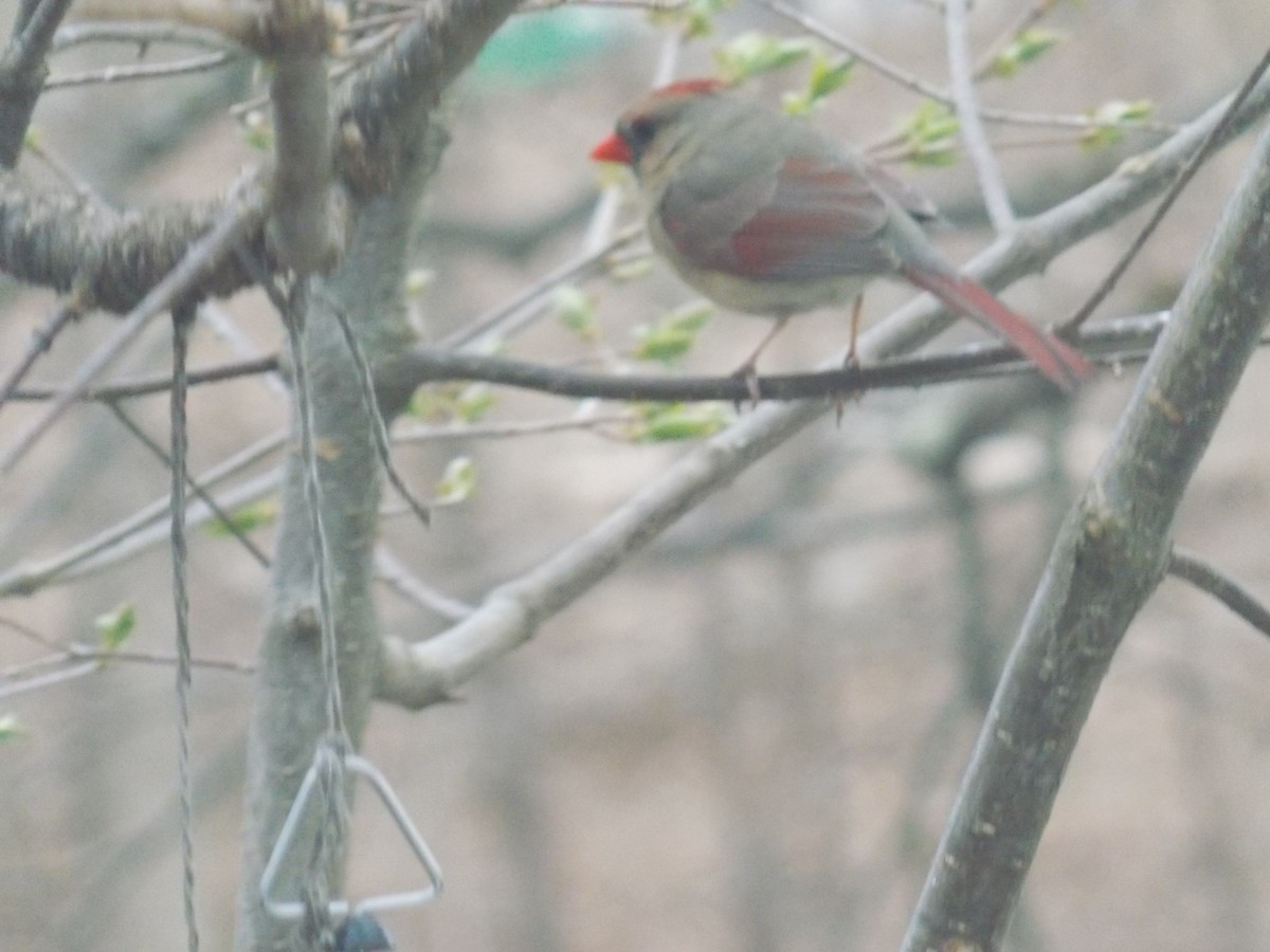 Northern Cardinal - Glenn Knoblock