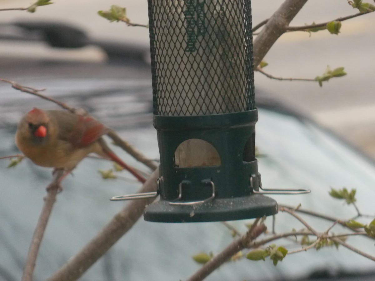 Northern Cardinal - Glenn Knoblock