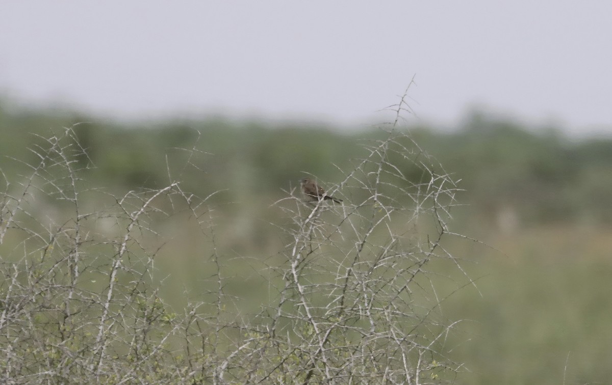 Botteri's Sparrow - Douglas Hall