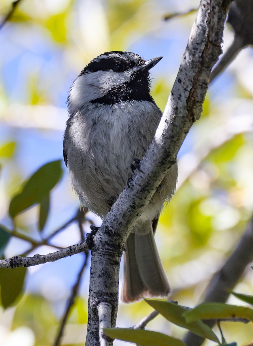 Mountain Chickadee - ML618130980