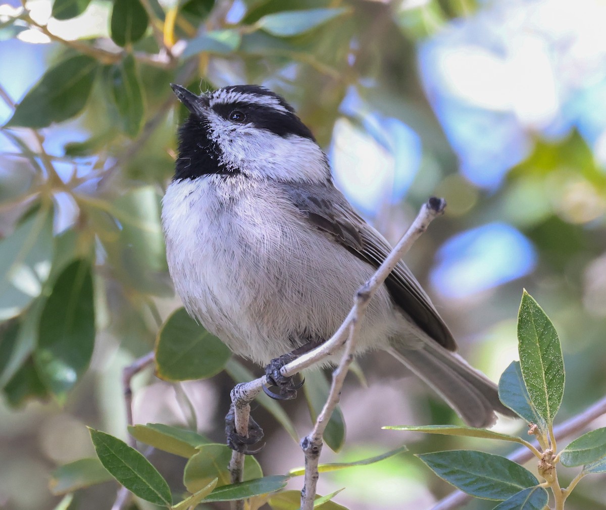 Mountain Chickadee - ML618130981