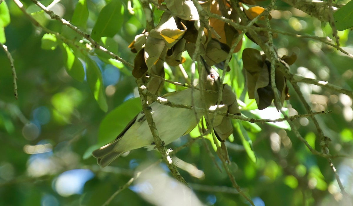 Red-eyed Vireo - Jane Mygatt