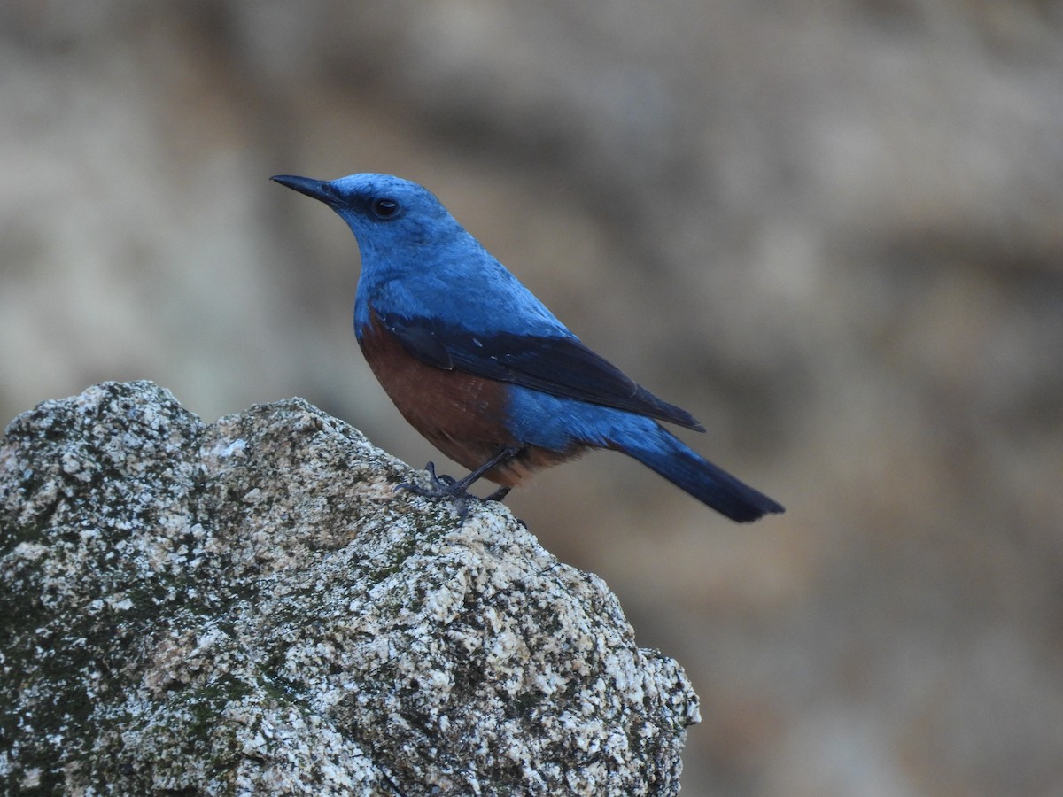 Blue Rock-Thrush (philippensis) - Jason Talbott