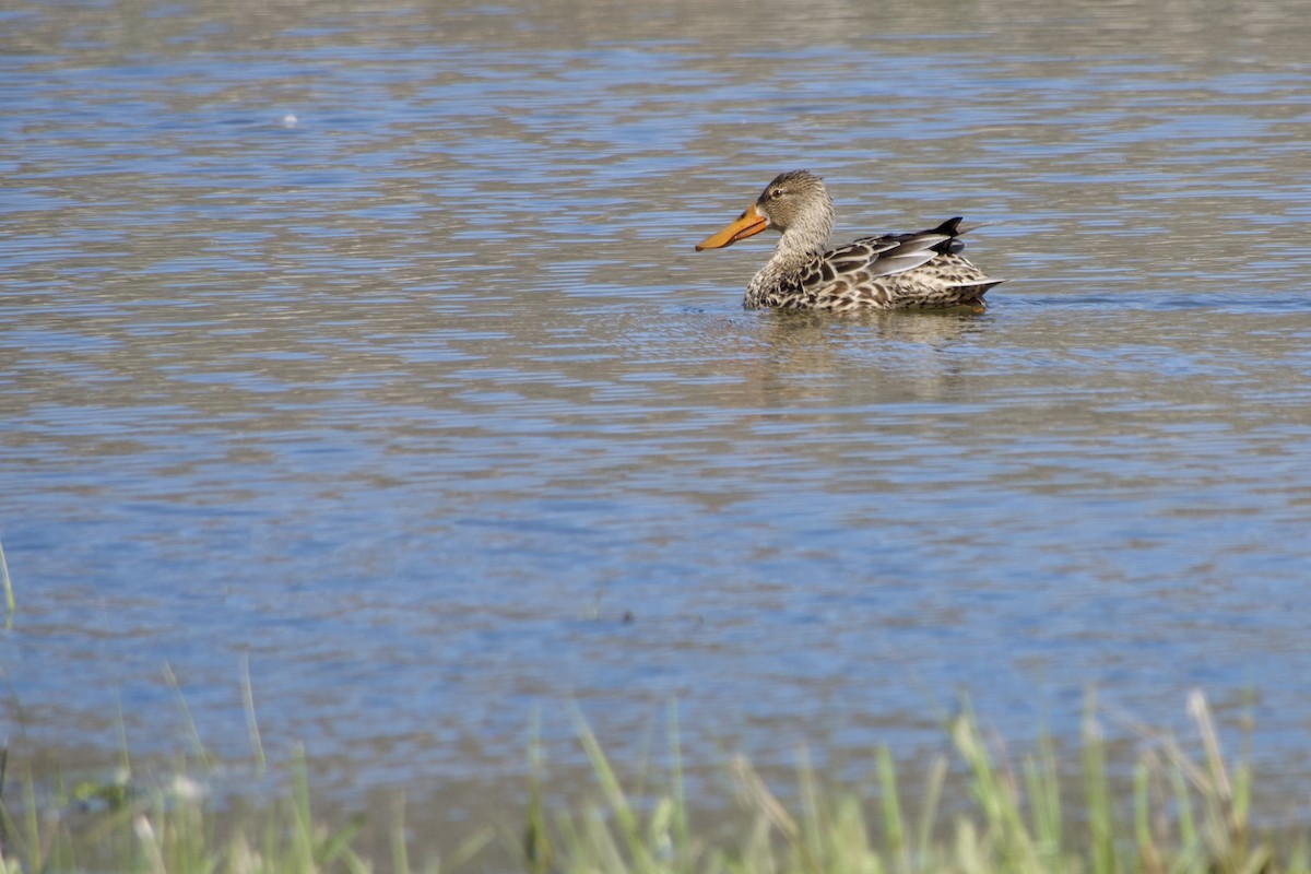 Northern Shoveler - Jerry Horak