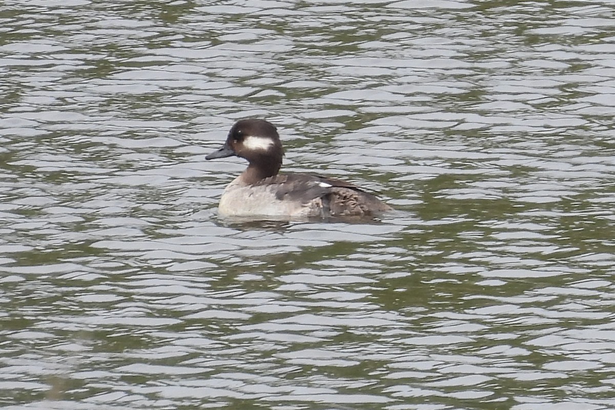 Bufflehead - ML618131017