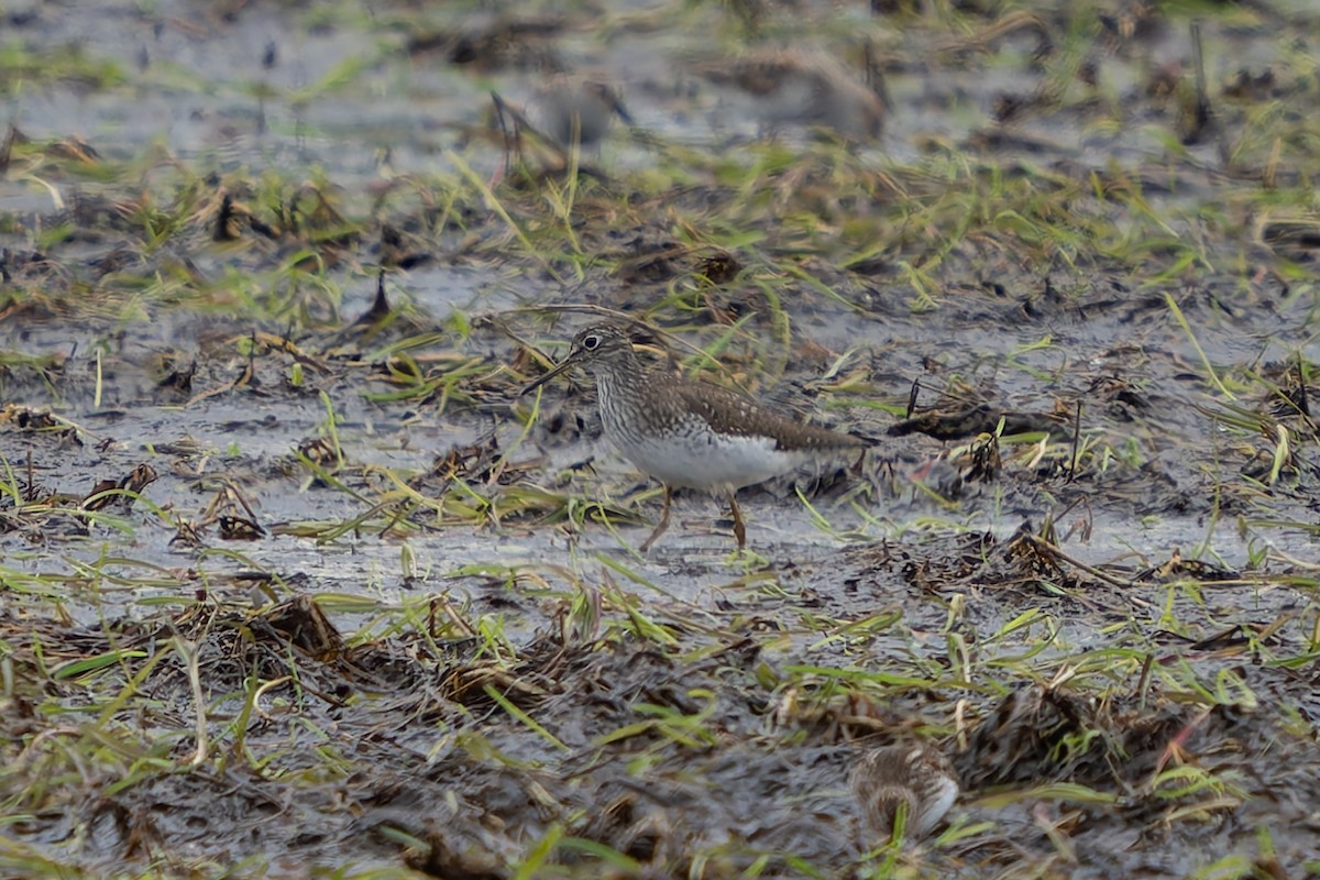 Solitary Sandpiper - Ali Kasperzak