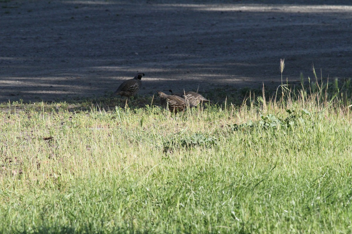 California Quail - ML618131026