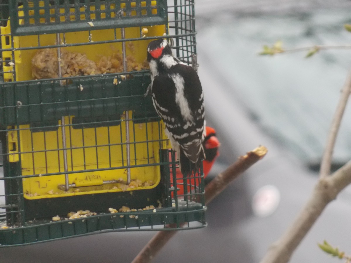 Downy Woodpecker - Glenn Knoblock