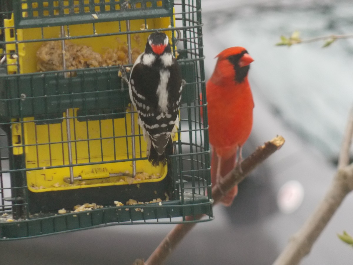 Downy Woodpecker - Glenn Knoblock