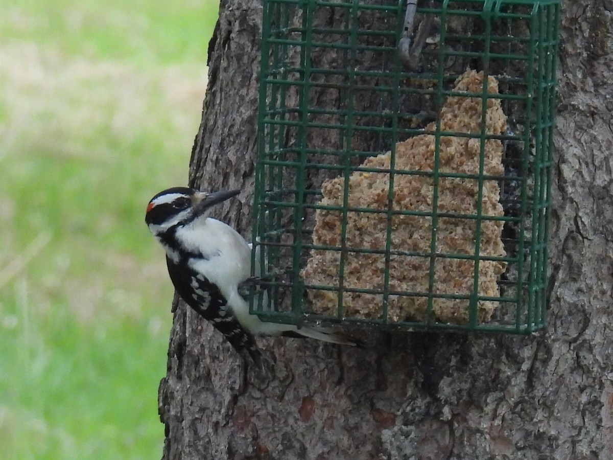 Hairy Woodpecker - Melody Walsh