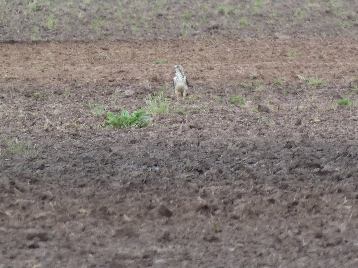 Swainson's Hawk - ML618131062