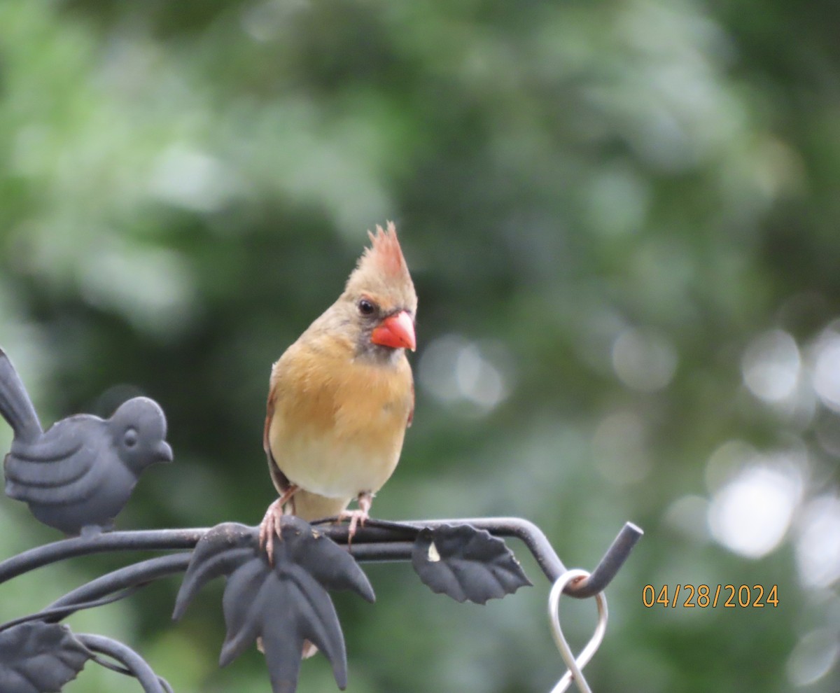 Northern Cardinal - Susan Leake