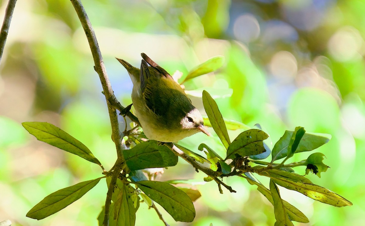 Tennessee Warbler - Jane Mygatt