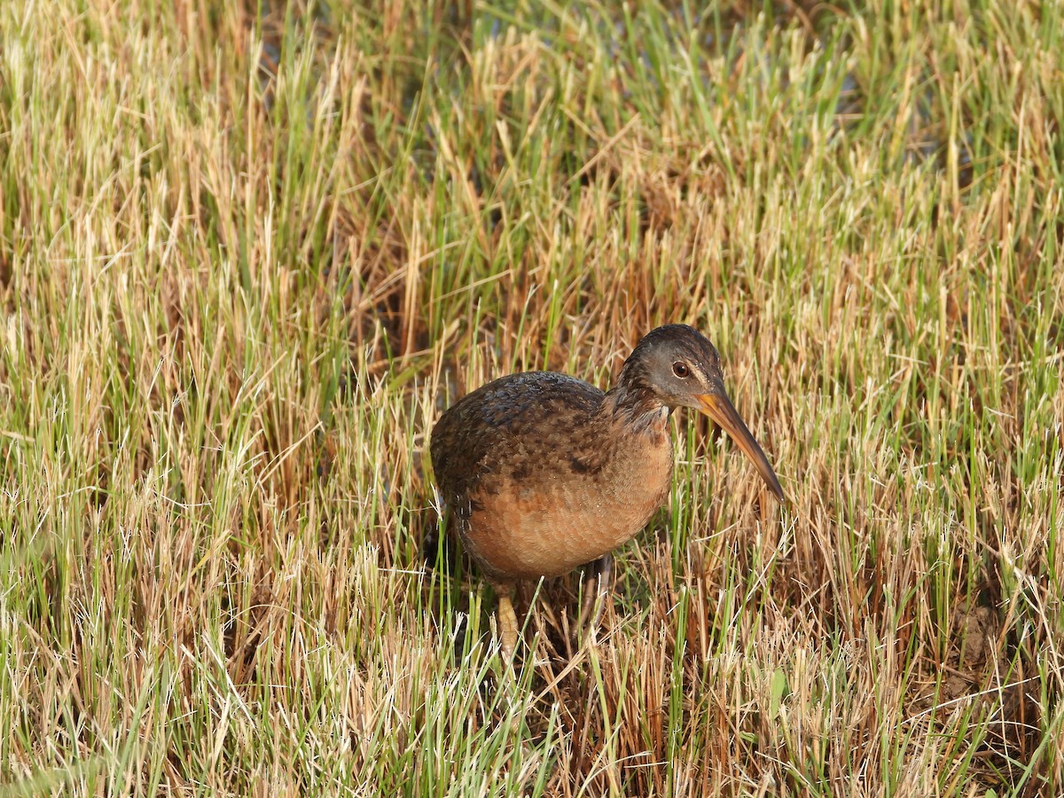 Clapper Rail - Becky Amedee