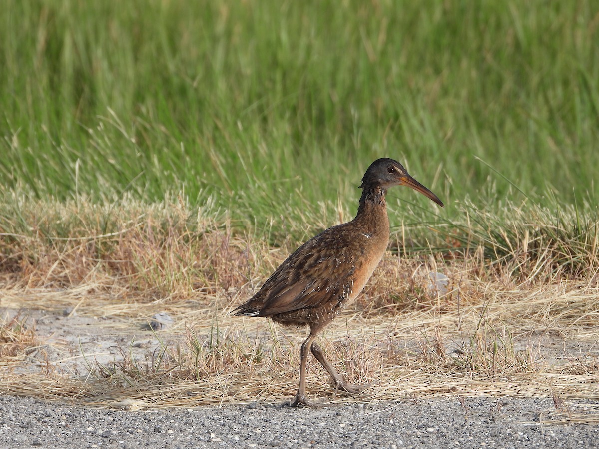 Clapper Rail - Becky Amedee