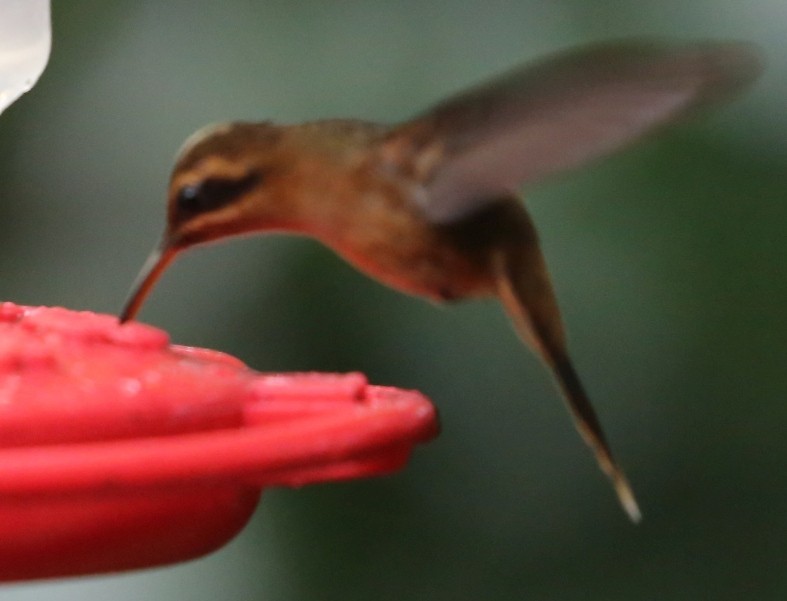 kolibřík tmavolící - ML618131092