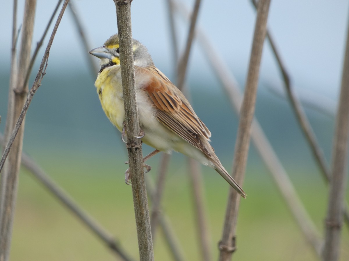 Dickcissel - Josh Matlock