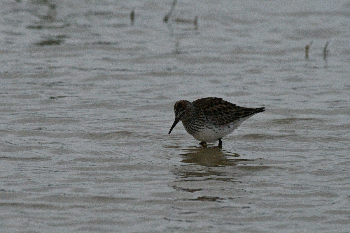 White-rumped Sandpiper - Doug Fishman