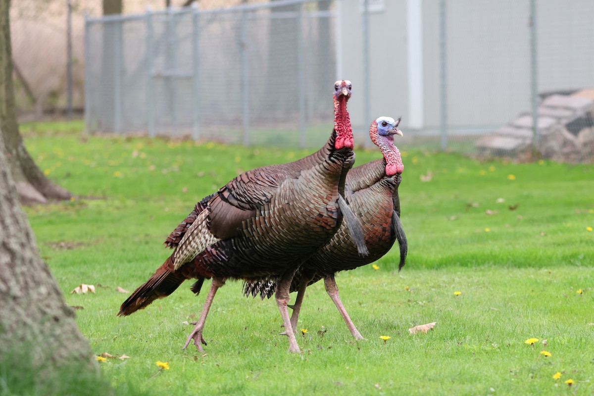 Wild Turkey - Janice Farral