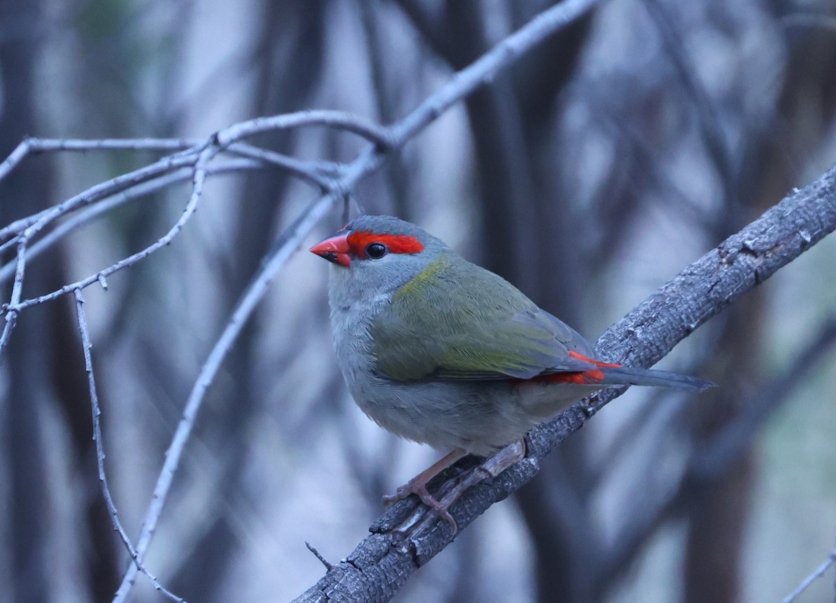 Red-browed Firetail - ML618131135