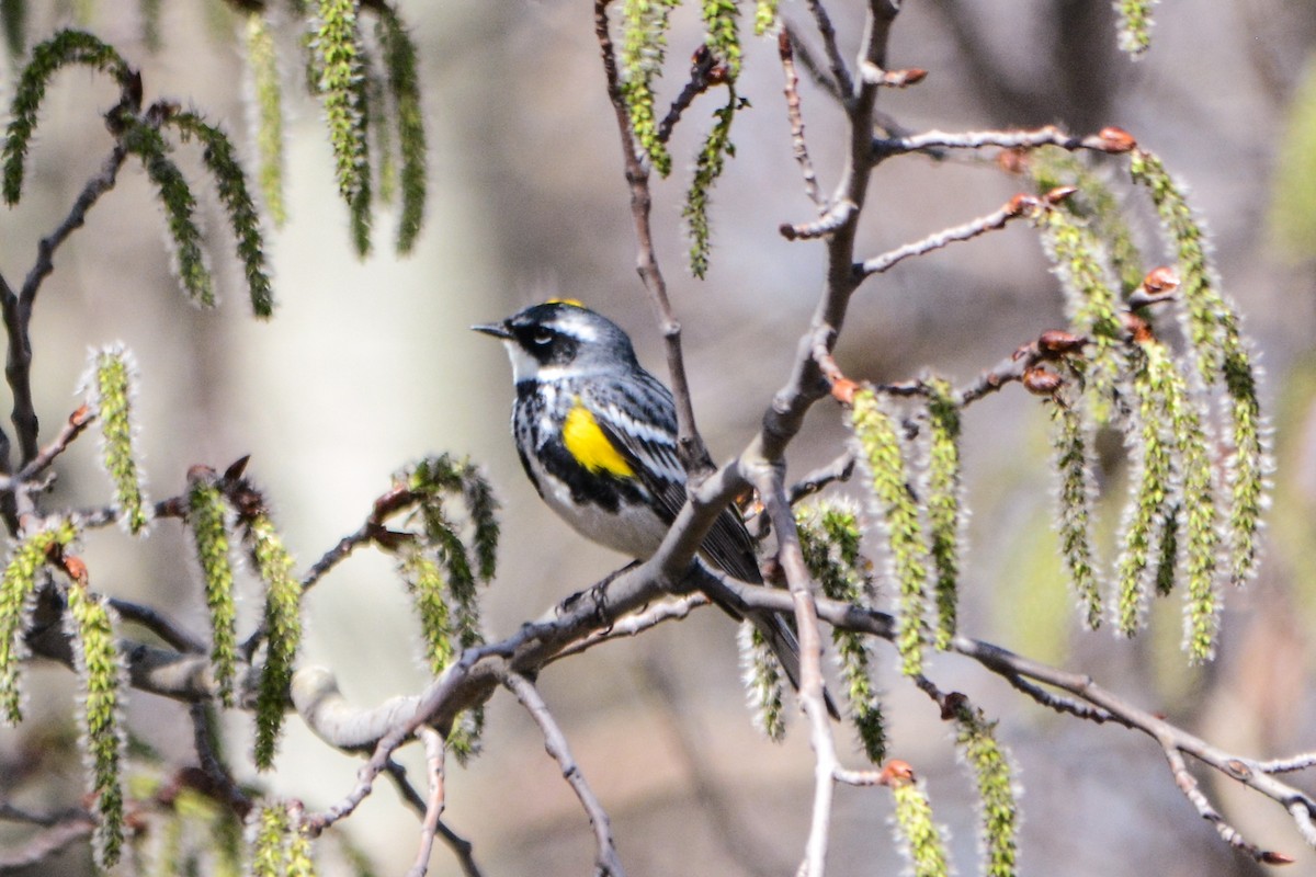 Yellow-rumped Warbler (Myrtle) - James Dennett