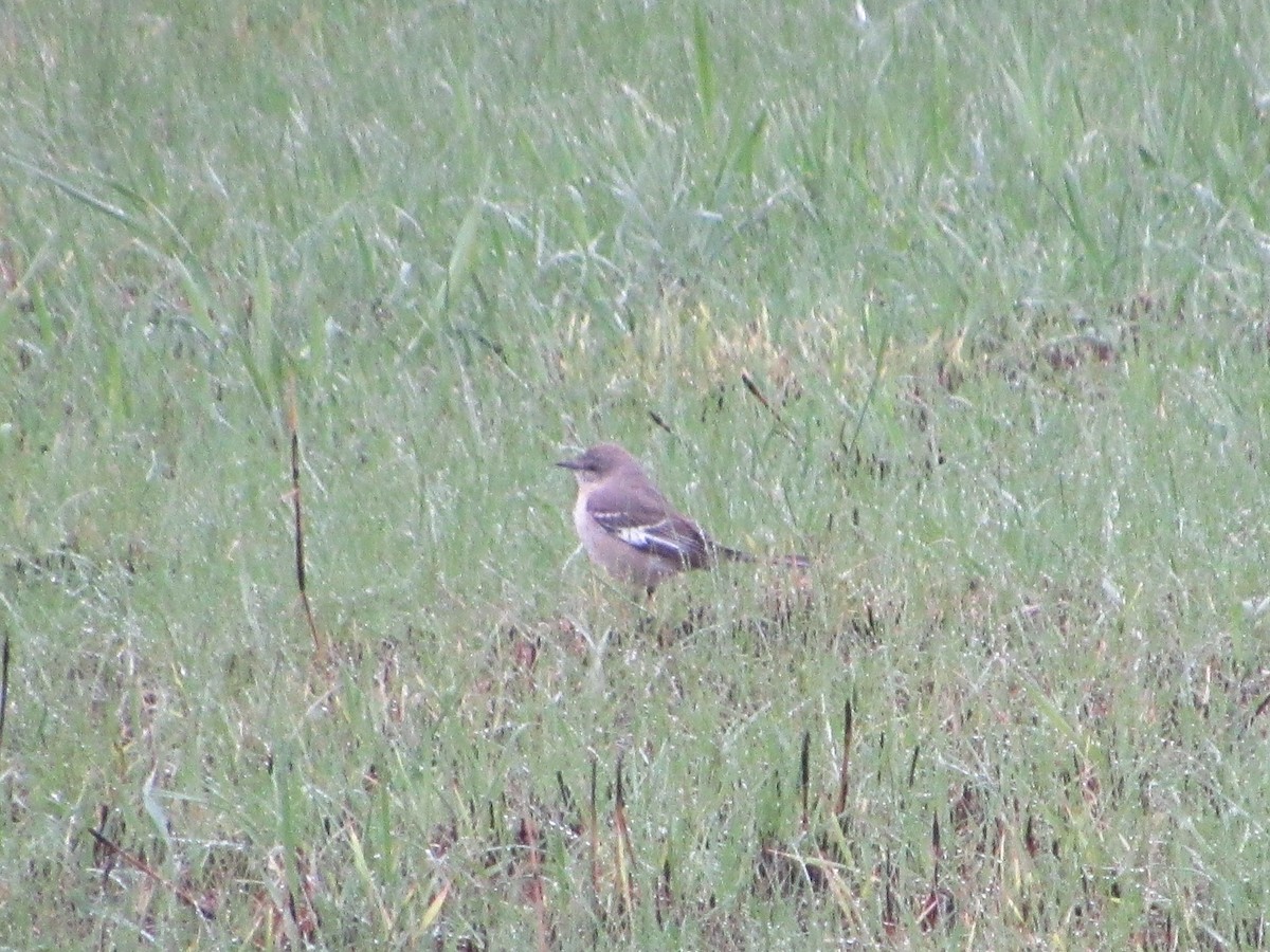 Northern Mockingbird - Brian Schneider