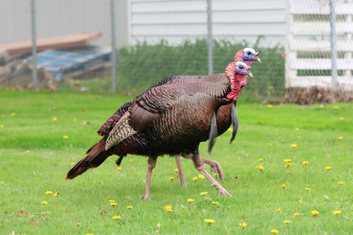 Wild Turkey - Janice Farral