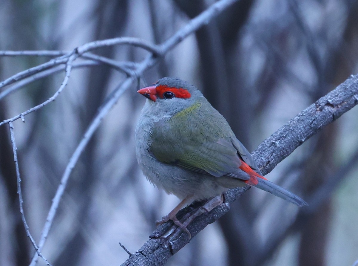 Red-browed Firetail - ML618131147